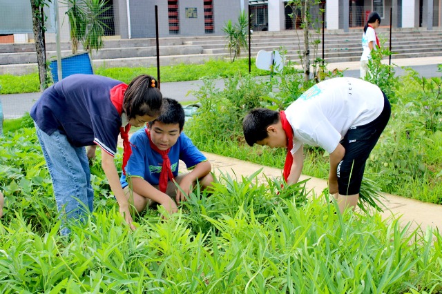 鐘山鎮(zhèn)第七小學(xué)的少先隊(duì)員代表們正在黨員教師的帶領(lǐng)下采摘成熟的蔬菜。 (2).jpg