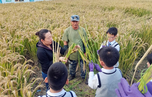 秋收時(shí)節(jié)，學(xué)生在老師指導(dǎo)下將水稻打捆   攝影  高望.jpg