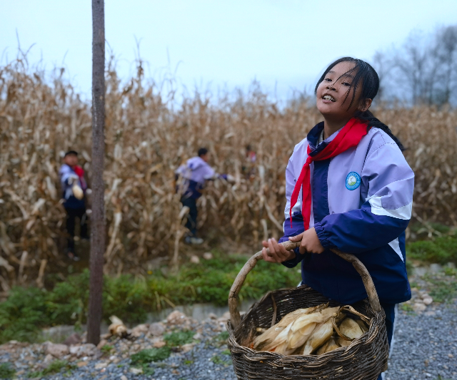 學(xué)生分工明確，將玉米運(yùn)到空地處.jpg